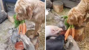 Hunden bringer en gulerod, og begynder at fodre sine mindste venner. Denne optag